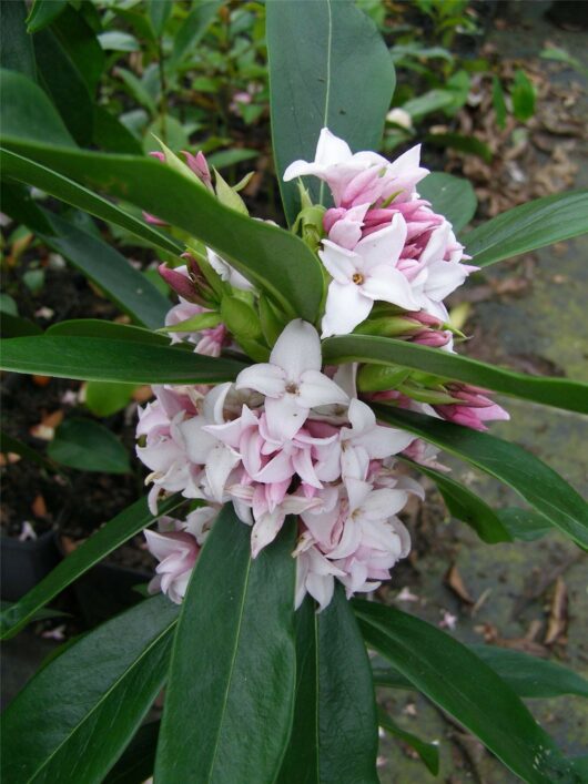 Pale pink Daphne 'Perfume Princess™' 6" Pot flowers clustered around dark green leaves, with a butterfly perched on one flower, set against a garden background.