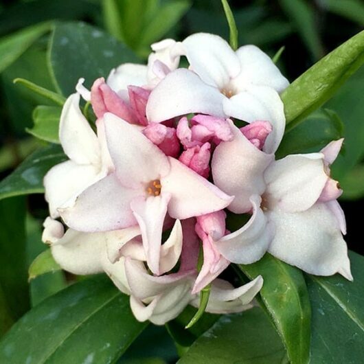 Close-up of a pink and white Daphne 'Perfume Princess™' 6" Pot flower cluster surrounded by green leaves.