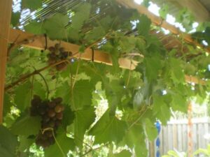 Vitis 'Carolina Black Rose' Grape 8" Pot vine hanging from a wooden pergola, with sunlight filtering through the leaves.