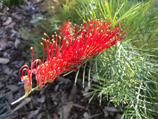 Close-up of the vibrant Grevillea 'Scarlet Moon' 6" Pot with long, slender stamens against a backdrop of green foliage and earthy undergrowth.
