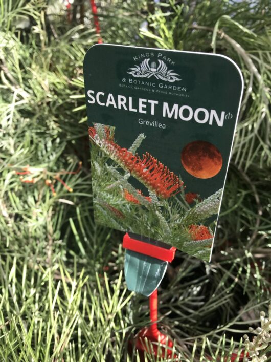 Tag labeled "Grevillea 'Scarlet Moon' 6" Pot" from Kings Park & Botanic Garden attached to a plant, with partial view of green leaves in the background.