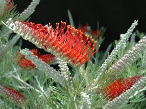 A vibrant red and orange Grevillea 'Scarlet Moon' 6" Pot flower amidst luscious green leaves.