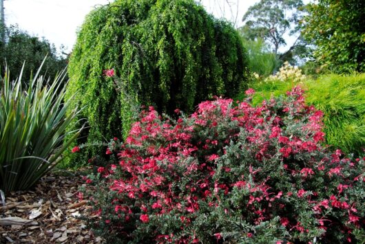 A lush garden scene featuring vibrant Grevillea 'Winter Wonder' 6" Pot flowers in the foreground and a weeping willow-like tree draped in green foliage in the background.