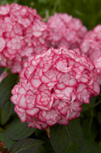 A cluster of Hydrangea 'Miss Saori' 2Lt flowers with dark green leaves in the background.