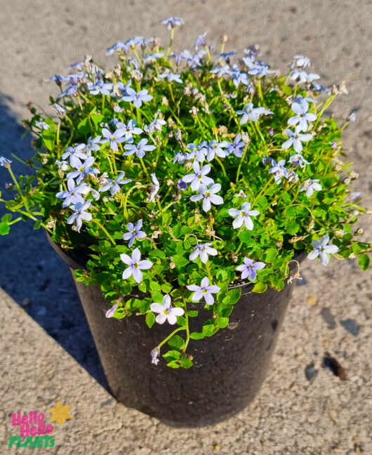 Pratia 'Blue Star Creeper' 6" Pot