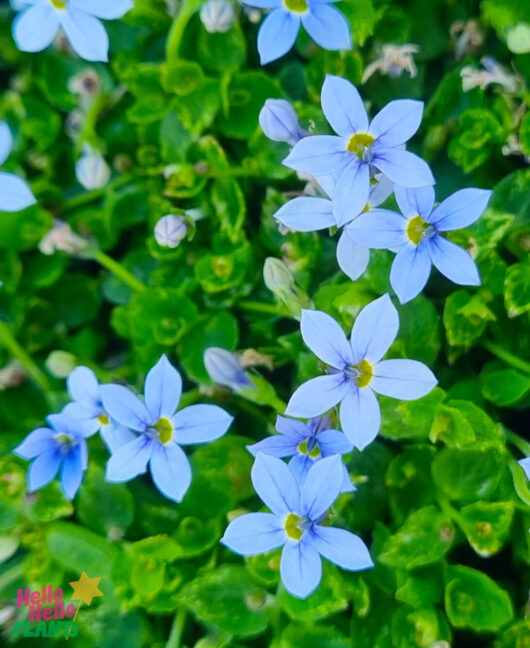 Pratia 'Blue Star Creeper' 6" Pot