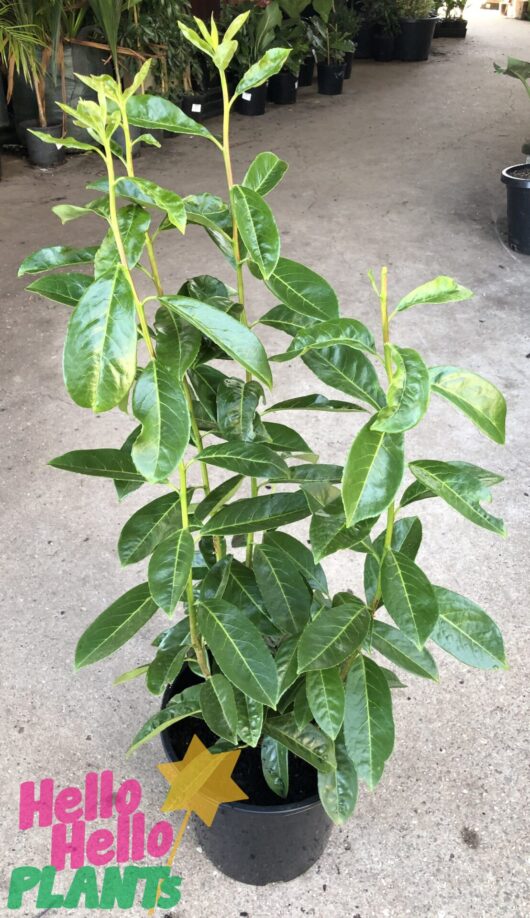 Prunus 'Cherry Laurel' 8" Pot