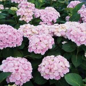 A cluster of pink Hydrangea 'Love' (PBR) 7" Pot flowers in full bloom, surrounded by lush green leaves.