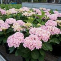 Pink Hydrangea 'Love' (PBR) plants in black 7" pots displayed in a greenhouse with glass ceilings.