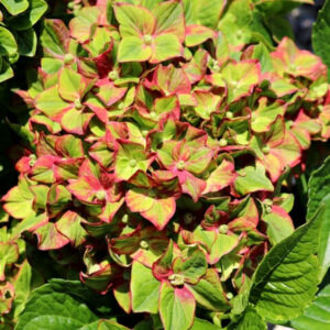 A close-up of a Hydrangea 'Toffee Apple' 8'' Pot with green and pink leaves, amidst other green foliage under bright sunlight.