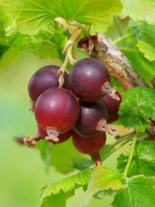 A close-up of ripe, dark red Jostaberry 2L Pot hanging from a branch with green leaves in the background.