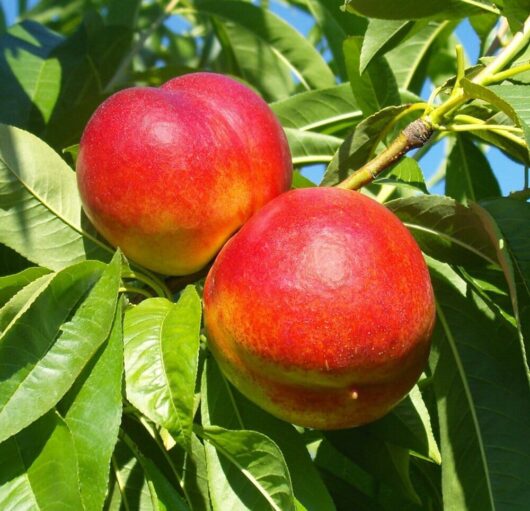 Two ripe Prunus 'Firebrite' Nectarines hanging on a branch surrounded by vibrant green leaves against a blue sky background.
