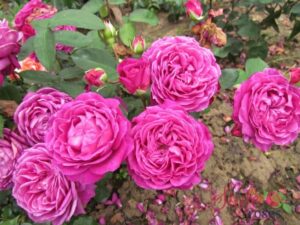 A cluster of vibrant pink Rose 'Old Port' 3ft Standard roses in full bloom, surrounded by green leaves, with some petals fallen on the soil.