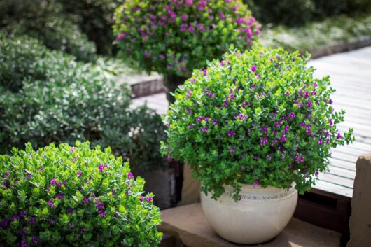 Polygala 'Little Bibi®'