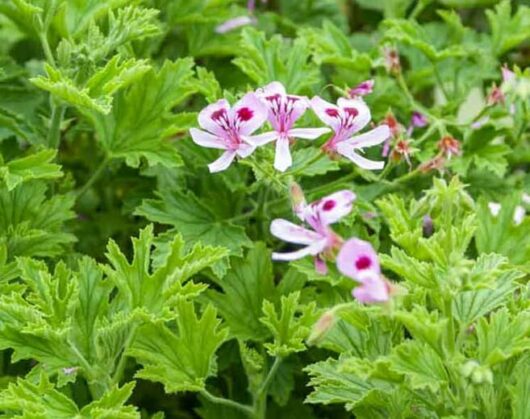 Pink and white flowers with prominent stamens, surrounded by rich green, deeply lobed leaves of the Pelargonium Lemon Scented 'Mozzie Plant' 3" Pot.