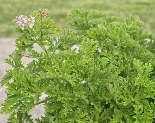 A close-up of a Pelargonium Lemon Scented 'Mozzie Plant' 3" Pot with vibrant green leaves and a small cluster of pink flowers, set against a blurred grassy background.