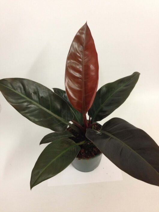 Philodendron 'Imperial Red' 8" Pot with shiny green leaves and a new red leaf, against a plain white background.