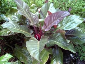 A Philodendron 'Imperial Red' 8" Pot with large, glossy green leaves and a deep purple center, surrounded by other houseplants.