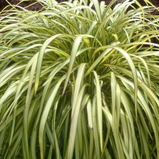Lush green and white variegated Phormium 'Blondie' Flax leaves, densely packed together in a 6" pot, displaying vibrant stripes.