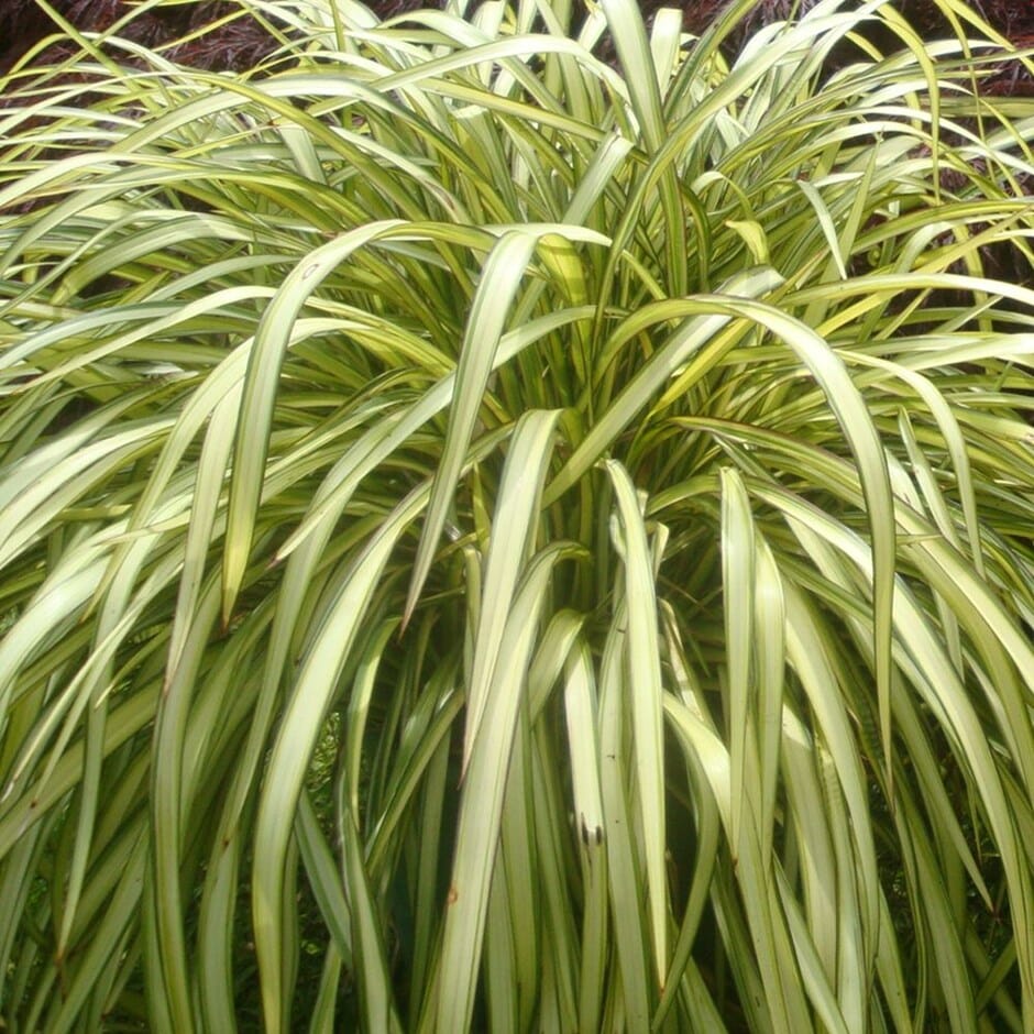 Phormium Blondie Flax 6 Pot Hello Hello Plants  