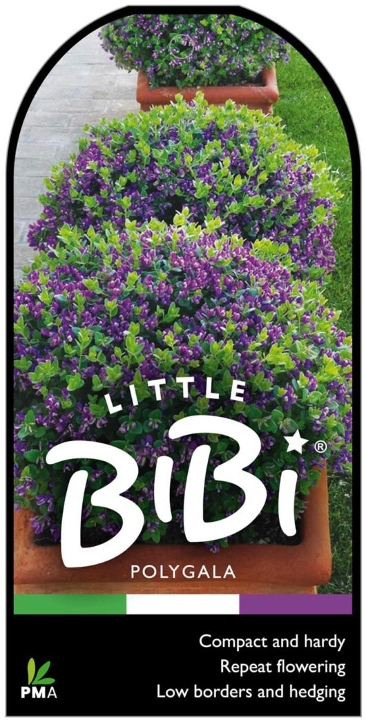 Polygala 'Little Bibi®'