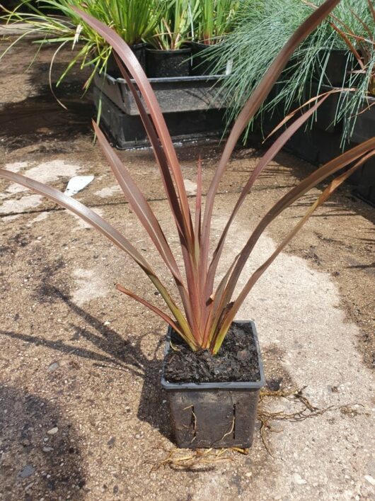 'Sweet Mist' Phormium: A Compact Flax @ Hello Hello Plants