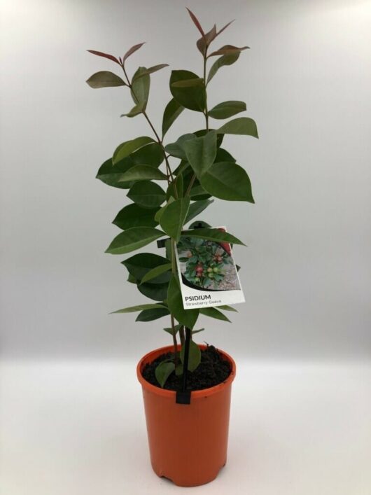 A young Psidium 'Strawberry/Cherry Guava' plant in a terracotta pot with a label attached, displayed against a white background.