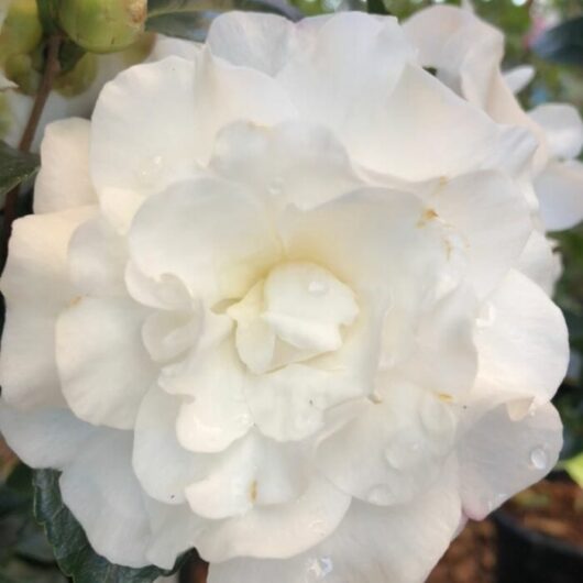 Close-up of a white Camellia sasanqua 'Avalanche' 8" Pot flower with dewdrops on its petals.