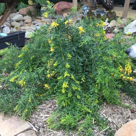 A lush green Grevillea 'Lemon Daze' 6" Pot with bright yellow flowers in a garden surrounded by rocks and other decorative items.