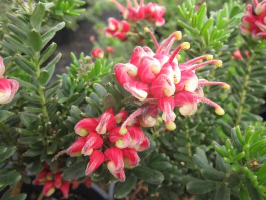 Close-up of vibrant pink and red Grevillea 'Winter Wonder' 6" Pot flowers with green foliage in the background.