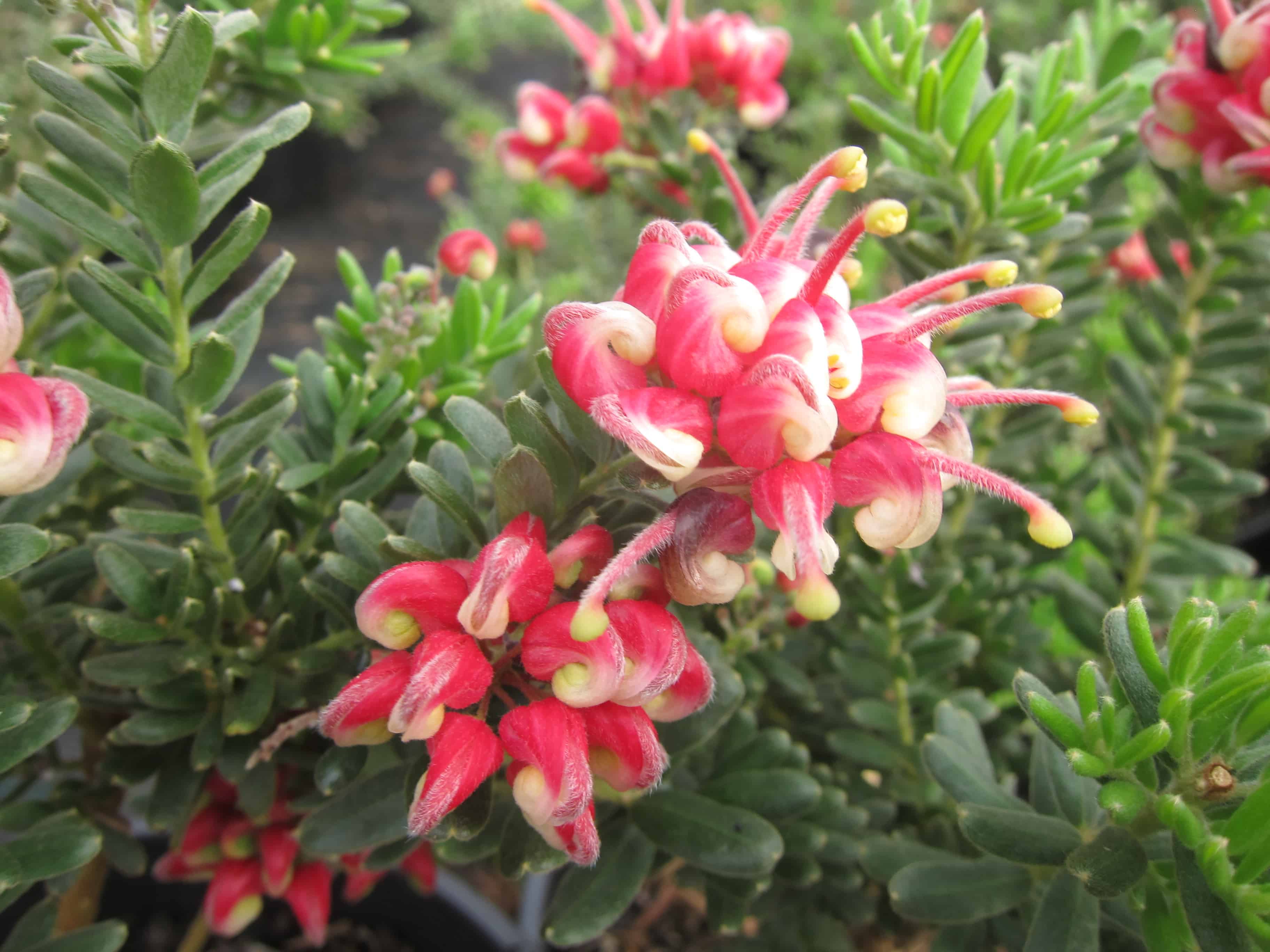 Grevillea 'Winter Wonder' 6" Pot - Hello Hello Plants & Garden Supplies