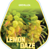 Plant tag for "Grevillea 'Lemon Daze' 6" Pot" featuring a close-up image of vibrant yellow grevillea flowers against a dark background.