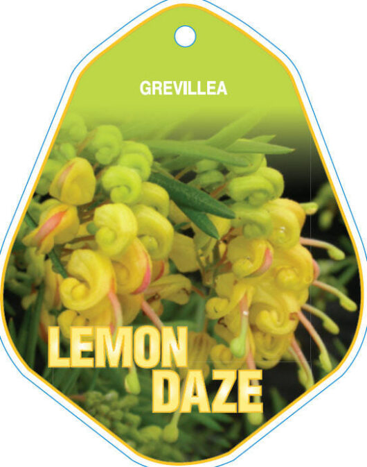 Plant tag for "Grevillea 'Lemon Daze' 6" Pot" featuring a close-up image of vibrant yellow grevillea flowers against a dark background.