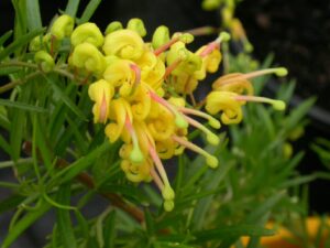 Close-up of yellow Grevillea 'Lemon Daze' 6" Pot flowers with pink styles and green foliage, showcasing intricate textures and vibrant colors.