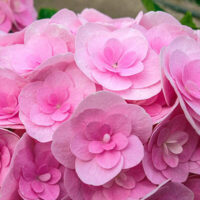 Close-up of a cluster of pink Hydrangea 'Love' (PBR) 7" Pot flowers showing detailed petals and subtle color variations.