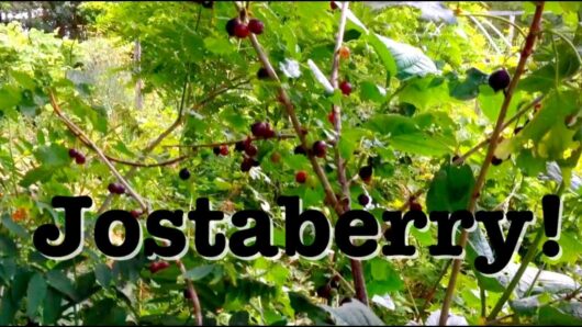 Image of ripe jostaberries growing in a Jostaberry 2L Pot, with vibrant green foliage in the background and text "jostaberry!" overlaying the bottom.