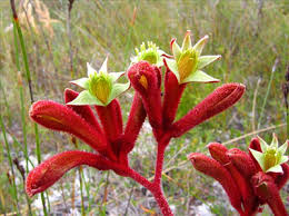 Anigozanthos 'Rufus' Kangaroo Paw flowers with greenish tips, growing in a natural grassy habitat.