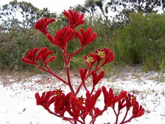 Anigozanthos 'Rufus' Kangaroo Paw 6" Pot plant with velvety flowers against a background of sandy soil and green shrubbery.
