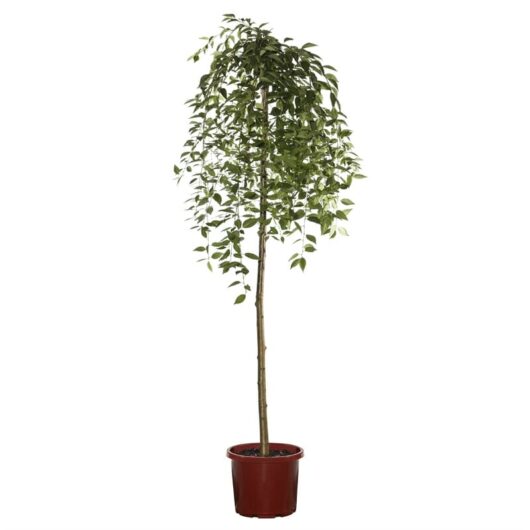 A slender potted Prunus 'Double Grafted' Weeping Cherry (White and Pink) 16'' Pots with lush green leaves cascading from the canopy, set against a white background.