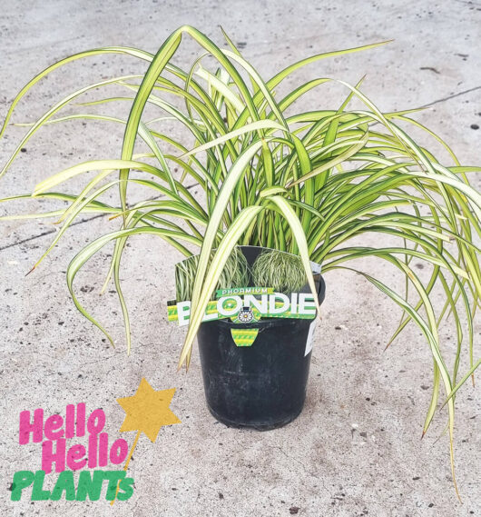 Phormium 'Blondie' Flax 6" Pot