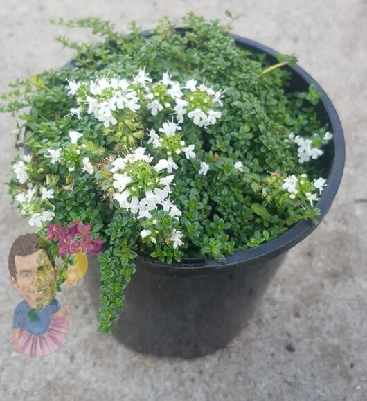 A potted Thymus 'White Creeping Thyme' 6" Pot with dense green foliage and small white flowers, featuring a cartoonish sticker of a man on the pot.