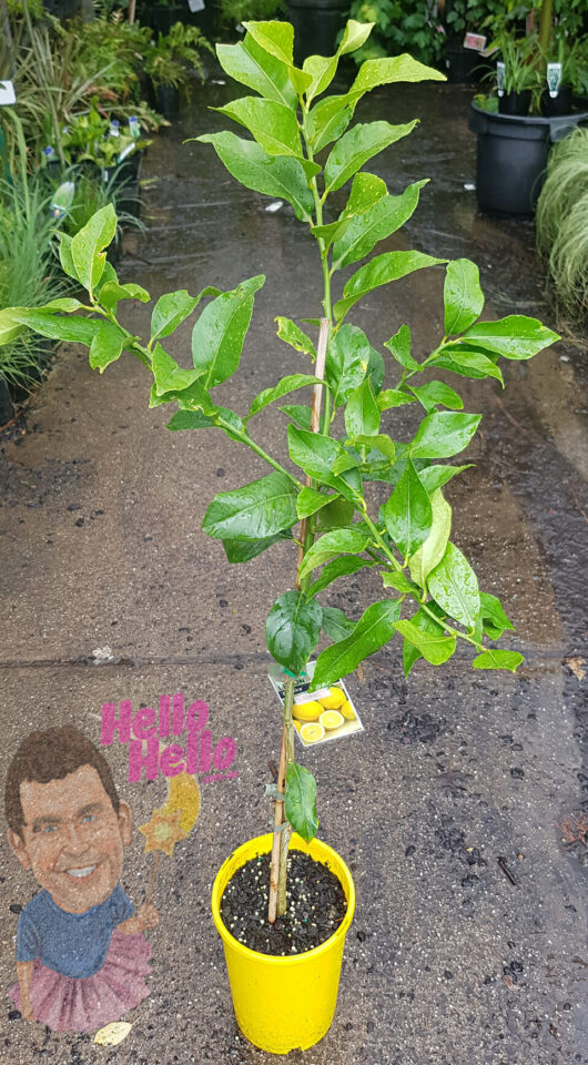 Citrus 'Eureka' Lemon Tree 5L Pot (Dwarf) in a yellow pot on a wet concrete surface, with decorative stone slabs featuring colorful children's drawings in the background.