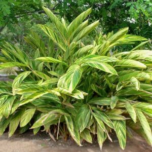 A lush green and yellow variegated Alpinia 'Variegated Shell Ginger' 5" Pot thriving in a garden setting.