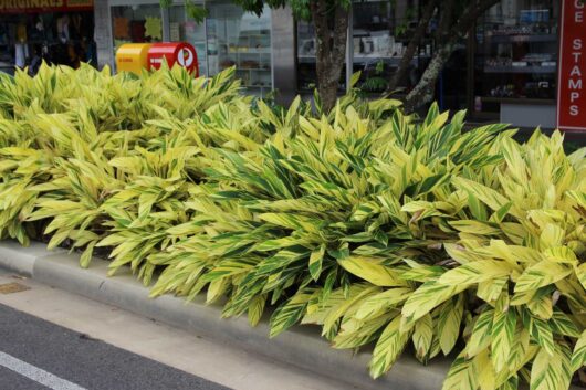 A row of lush green and yellow Alpinia 'Variegated Shell Ginger' 5" Pot plants lining a street, with shops visible in the background.