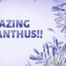 Agapanthus blooms bordering the text "amazing agapanthus!!" on a light purple background.