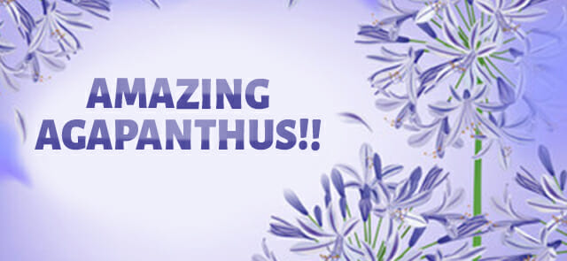 Agapanthus blooms bordering the text "amazing agapanthus!!" on a light purple background.