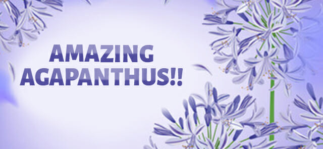 Feature image Agapanthus blooms bordering the text "amazing agapanthus!!" on a light purple background.