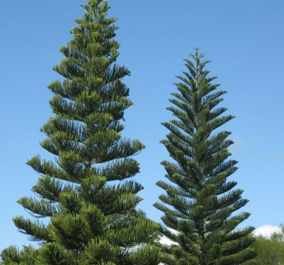 Araucaria Norfolk Island Pine 16 Pot Hello Hello Plants Garden Supplies
