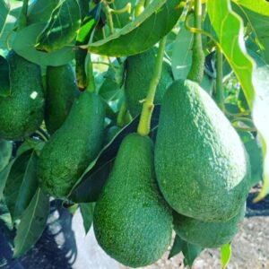 Cluster of ripe Persea 'Fuerte' Avocado 10" Pot hanging from a tree branch under sunlight, surrounded by green leaves.