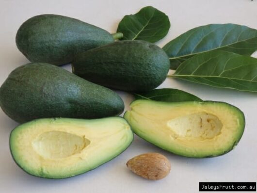 Several whole and one halved Persea 'Fuerte' Avocado 10" Pot with its pit visible, displayed with green leaves on a white background.